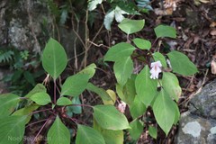 Impatiens grandis